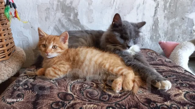 �����. ����