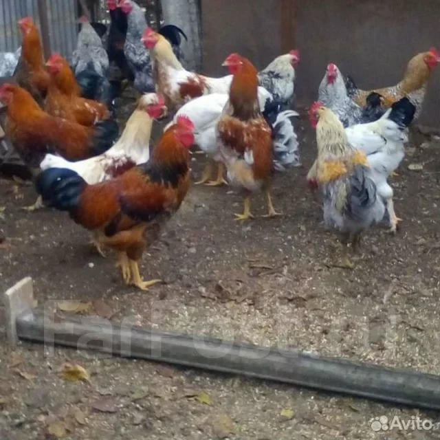 ����. ����
