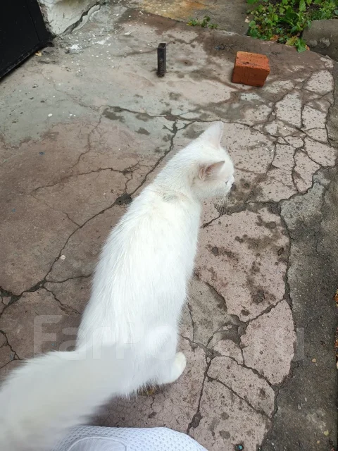 �����. ����