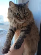 �����. ����