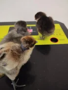 ����. ����