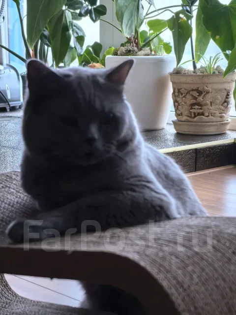 ������ ��� ����