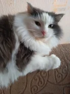 �����. ����