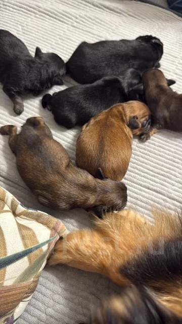 �������. ����
