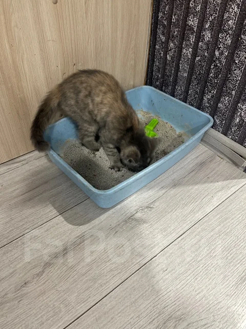 �����. ����