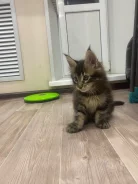 ����-���. ����
