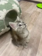 ����-���. ����