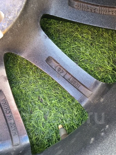 Grass