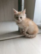 ����-���. ����