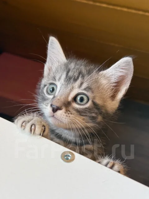 �����. ����