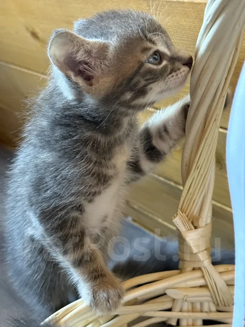 �����. ����