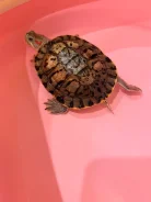 ��������. ����