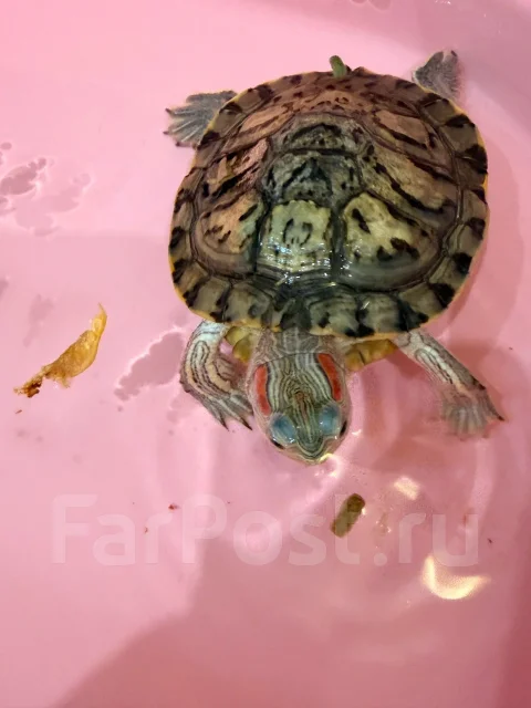 ��������. ����