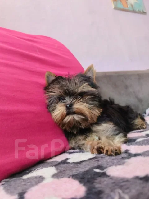 ����������� ������. ��� ����� �� ���������� ����