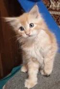 ����-���. ����