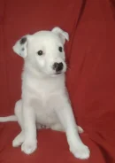 ������. ����