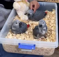 ������� ����. ����