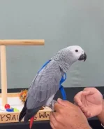 ������� ����. ����