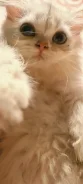 ����������� �����. ����