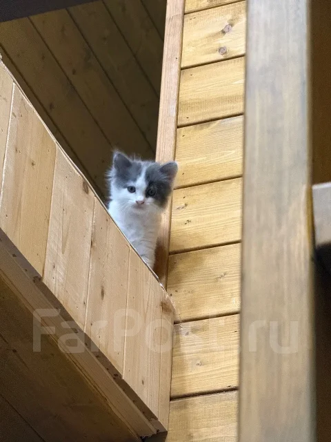 �����. ����