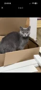 ���������� �����. ����