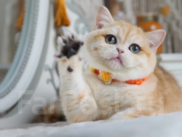 ���������� �����. ����