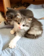������ ����