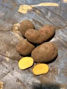 ���������. ����