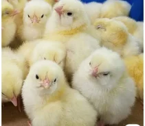 ����. ����