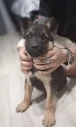 ����� ����