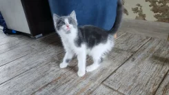 �����. ����