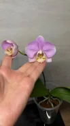 ����������. ����