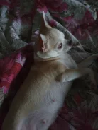 ������� �������� ����