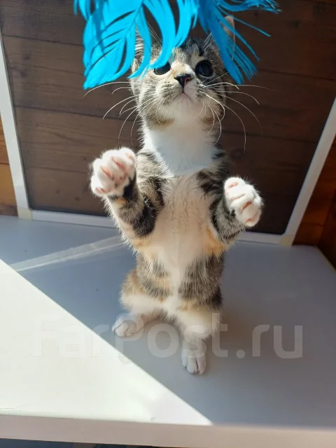 �����. ����