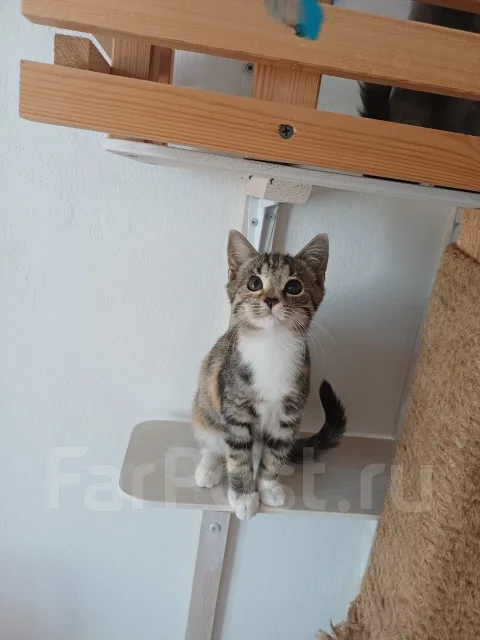�����. ����