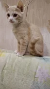 ���������� ��������������� �����. ����