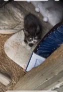 �����. ����