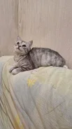 ���������� ��������������� �����. ����