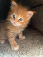 ����-���. ����