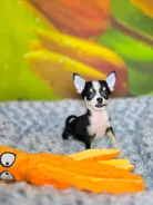 ��������. ����