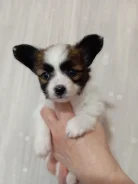��������. ����