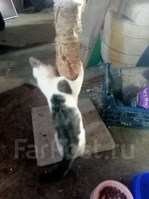 ������ ��������� ����