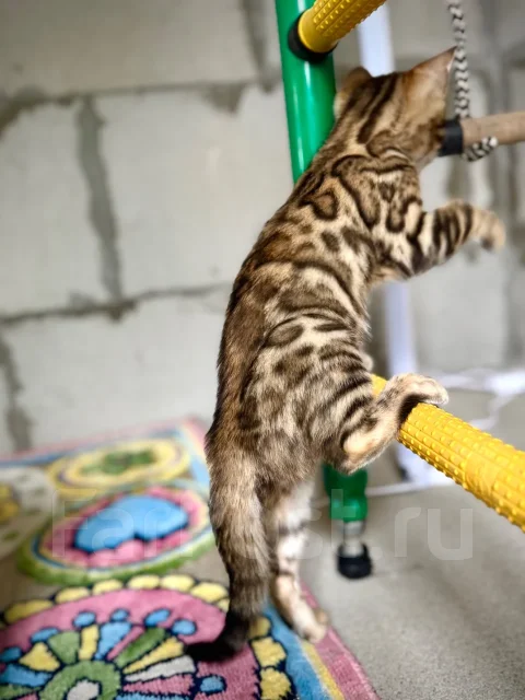 ����������� �����. ����