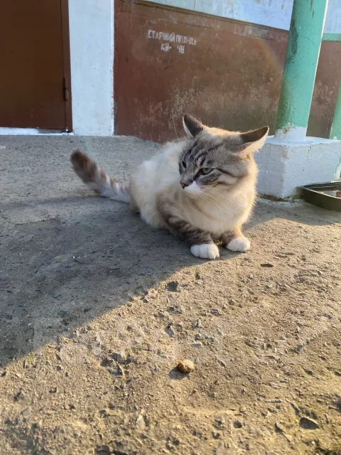 �����. ����