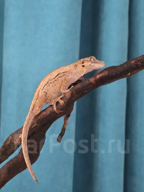 ������-�������� ���������. ����