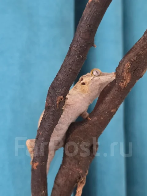 ������-�������� ���������. ����