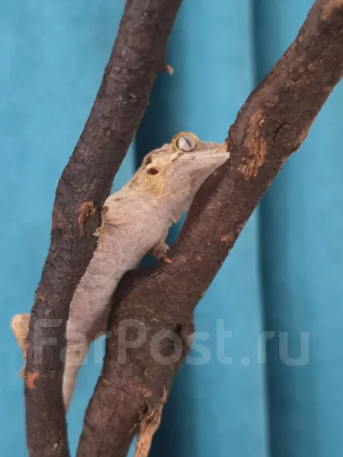 ������-�������� ���������. ����