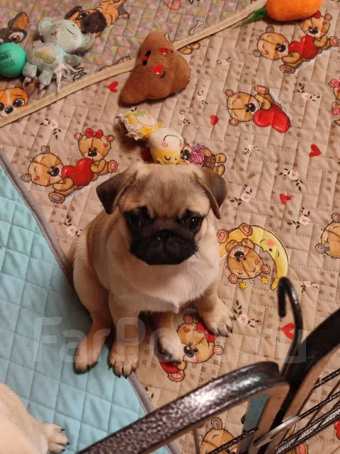 ����. ����