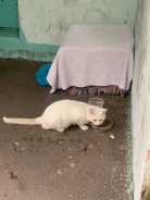 �����. ����