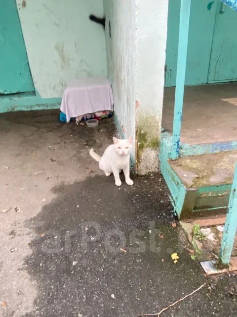 �����. ����
